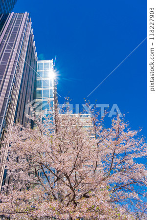 [Tokyo] Tokyo Midtown with cherry blossoms in full bloom 118227903