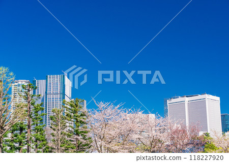 【東京】櫻花盛開的東京中城風景 118227920