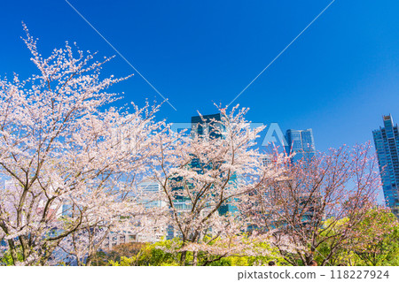 [Tokyo] Tokyo Midtown with cherry blossoms in full bloom 118227924