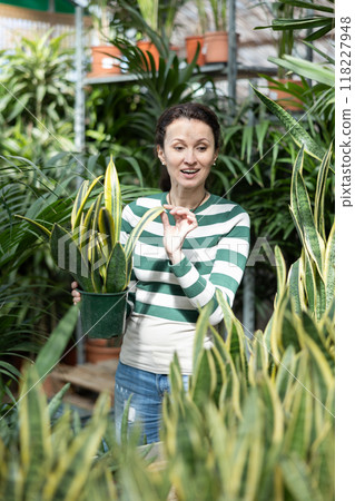 Woman customer-onlooker curiously examines showcase exhibition with plants Sanseviera. Woman customer-onlooker curiously examines showcase exhibition with plants Sanseviera. 118227948