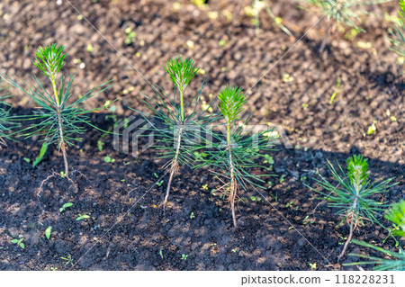 Miho no Matsubara Pine Tree Sapling Miho no Matsubara Pine Tree Sapling 118228231