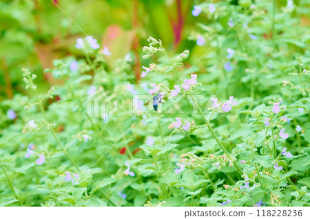 藍蜂 藍蜂 118228236
