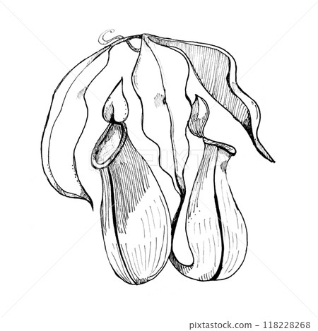 Nepenthes black 118228268