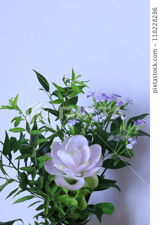 Curcuma arrangement 118228286