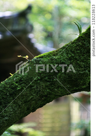 Moss growing on a maple tree Moss growing on a maple tree 118228613