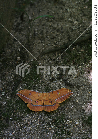 Yamamayu moth on the temple approach Yamamayu moth on the temple approach 118228632