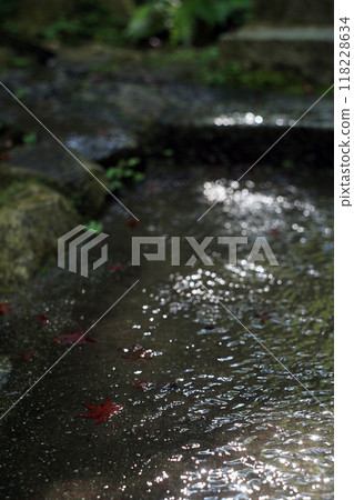 Water from the stream running along the approach to the shrine and maple trees 118228634