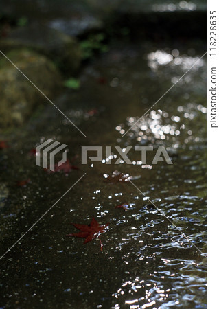 Water from the stream running along the approach to the shrine and maple trees Water from the stream running along the approach to the shrine and maple trees 118228635