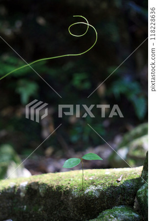 Futaba and vines growing on mossy rocks 118228636