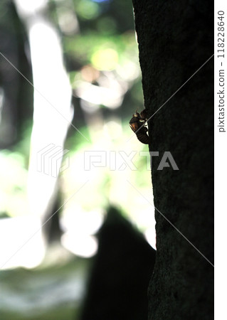 Cicada husks on the tree Cicada husks on the tree 118228640
