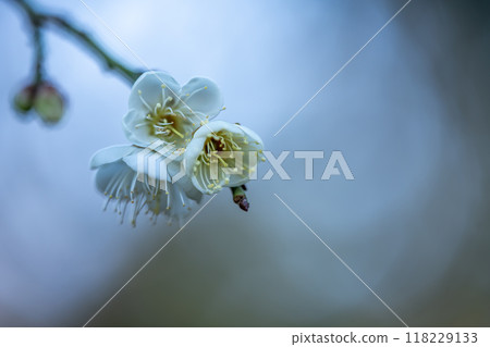 White plum blossoms, Tamagaku weeping 118229133