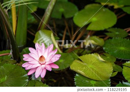 睡蓮 118229195