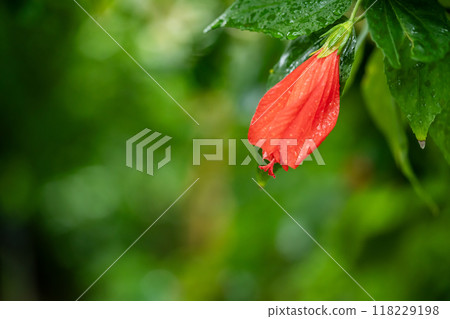 UNAKUSHI FUYOU 118229198