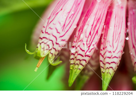 Agapetes grandiflora Agapetes grandiflora 118229204
