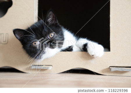 貓屋裡的異國短毛貓 貓屋裡的異國短毛貓 118229396