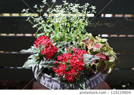 Pentas and Euphorbia planting Pentas and Euphorbia planting 118229804