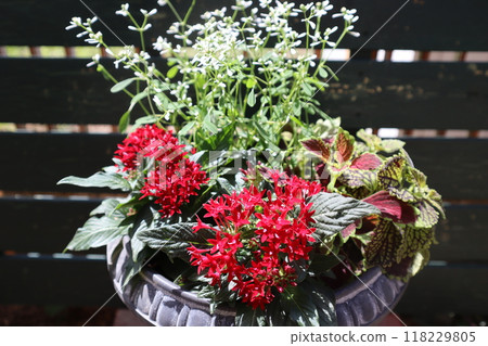 Pentas and Euphorbia planting Pentas and Euphorbia planting 118229805