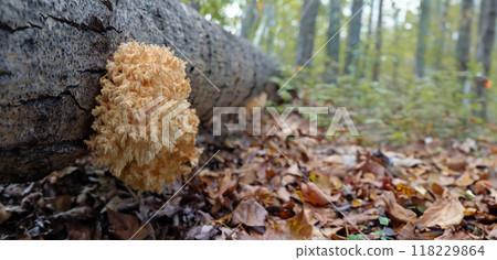 Affixed to a decomposing tree in the fall forest, the captivating Hericium coralloides mushroom displays its intricate 118229864