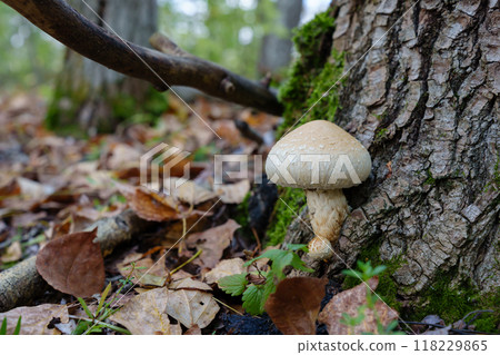 Thriving on the fallen poplar wood, the Pholiota populnea mushroom helps transform the decaying trunk into fertile soil, sustaining the health of the surrounding forest Thriving on the fallen poplar wood, the Pholiota populnea mushroom helps transform the decaying trunk into fertile soil, sustaining the health of the surrounding forest 118229865
