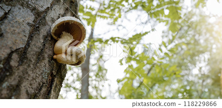 Affixed to a decomposing poplar log, the Pholiota populnea fungus assists in the natural decomposition process, playing a vital role in the woodland's regenerative cycle Affixed to a decomposing poplar log, the Pholiota populnea fungus assists in the natural decomposition process, playing a vital role in the woodland's regenerative cycle 118229866