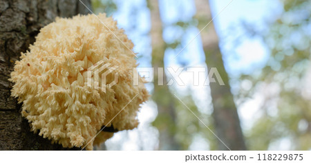 Flourishing in a woodland's, the distinctive Hericium coralloides mushroom, with its cascading, coral-like form, commands attention with its unique, mesmerizing appearance 118229875
