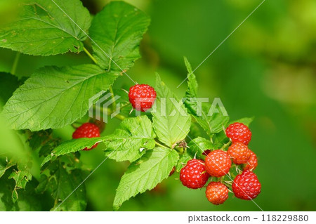 Natural blackberries starting to turn color 118229880