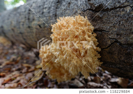 rare Hericium coralloides mushroom clings to a fallen tree trunk, unfurling its unique, coral-like structure in a serene forest setting 118229884