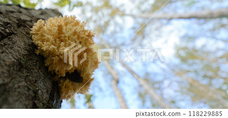 Red Data Book mushroom 'coral-shaped hedgehog' on the trunk of a dead tree bottom view, against the sky Red Data Book mushroom 'coral-shaped hedgehog' on the trunk of a dead tree bottom view, against the sky 118229885