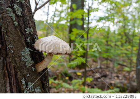 Protruding from the decomposing wood, the Hemipholiota populnea fungus, with its characteristic scaly appearance, plays a vital role in the forest's regenerative cycle 118229895