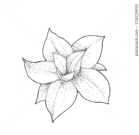 Magnolia flowers 118229958