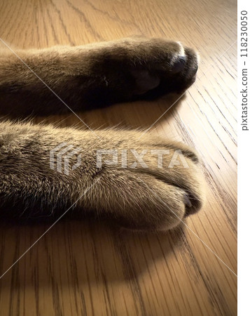 Cat's hand Cat's hand 118230050