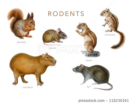 Different rodent animals painted set. Hand drawn various rodents vintage style realistic illustration. Hand drawn mouse, rat, squirrel, chipmunk, capybara isolated on white background 118230161