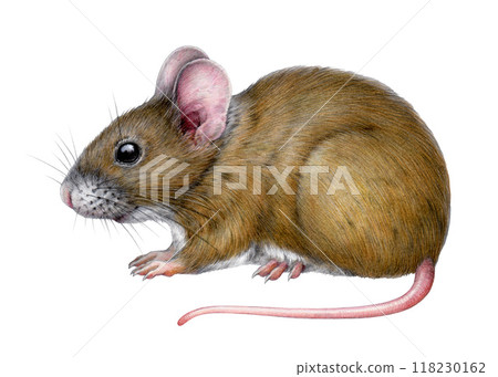 Cute little mouse vintage style illustration. Hand drawn close-up small rodent isolated on white background. Small realistic mousy wild and domestic animal with cute ears and long tail 118230162