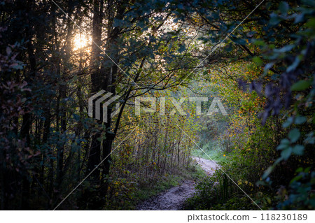 The sunlight filters through the trees along a woodland path 118230189