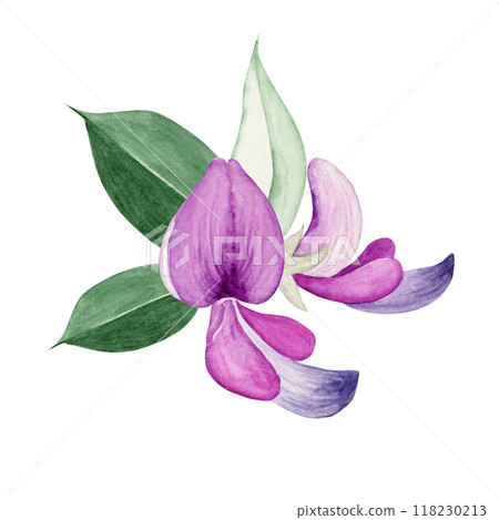 Hagi Autumn Flower Illustration Watercolor Illustration 118230213