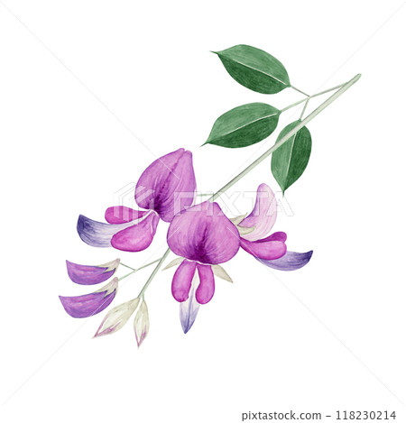 萩秋花圖水彩插圖 118230214