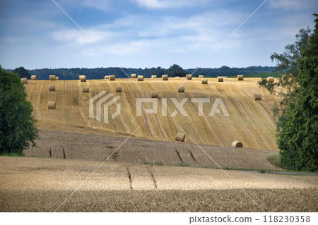 Scenic countryside landscape with hay bales on golden harvested field under a blue sky Scenic countryside landscape with hay bales on golden harvested field under a blue sky 118230358