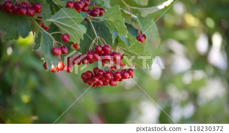 Close-up of viburnum opulus, red berries and autumn leaves in sunlight 118230372