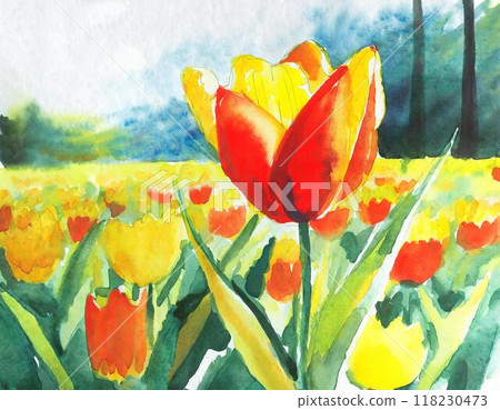 Tulips painted in watercolor 118230473