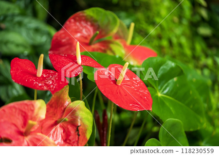 Anthurium Anthurium 118230559