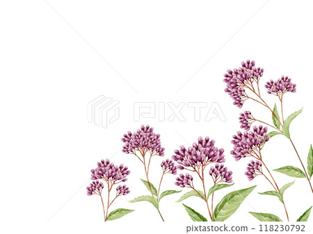 紫藤袴秋花背景框架水彩插圖 118230792