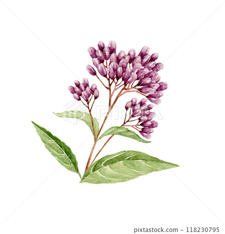 紫藤袴秋花圖水彩插圖 紫藤袴秋花圖水彩插圖 118230795