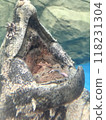 Inside the mouth of an alligator snapping turtle with its mouth open, waiting for a fish to bite 118231304