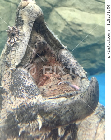 在鱷魚龜的嘴裡，張開嘴等待魚咬它 118231304