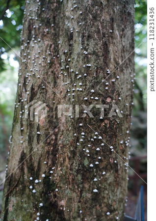 Mushrooms growing from trees Mushrooms growing from trees 118231436