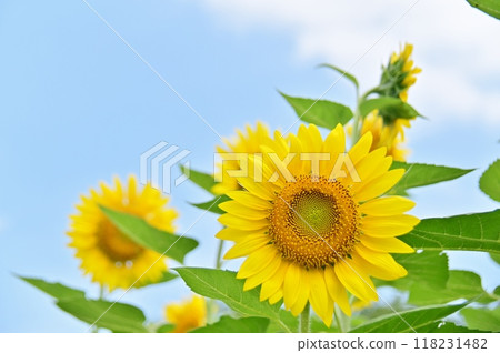 巨大的向日葵,背景是清爽的夏日天空 巨大的向日葵,背景是清爽的夏日天空 118231482