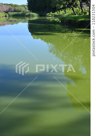 水質惡化,湖沼,盛夏水邊風光 水質惡化,湖沼,盛夏水邊風光 118231504