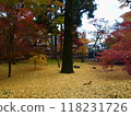 A yellow carpet of ginkgo trees 118231726