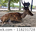 Miyajima's magnificent antlered deer 118231728