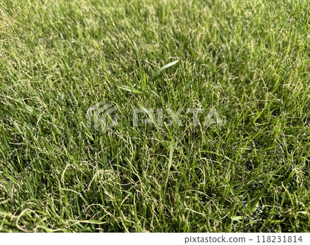 草坪上的雜草 118231814